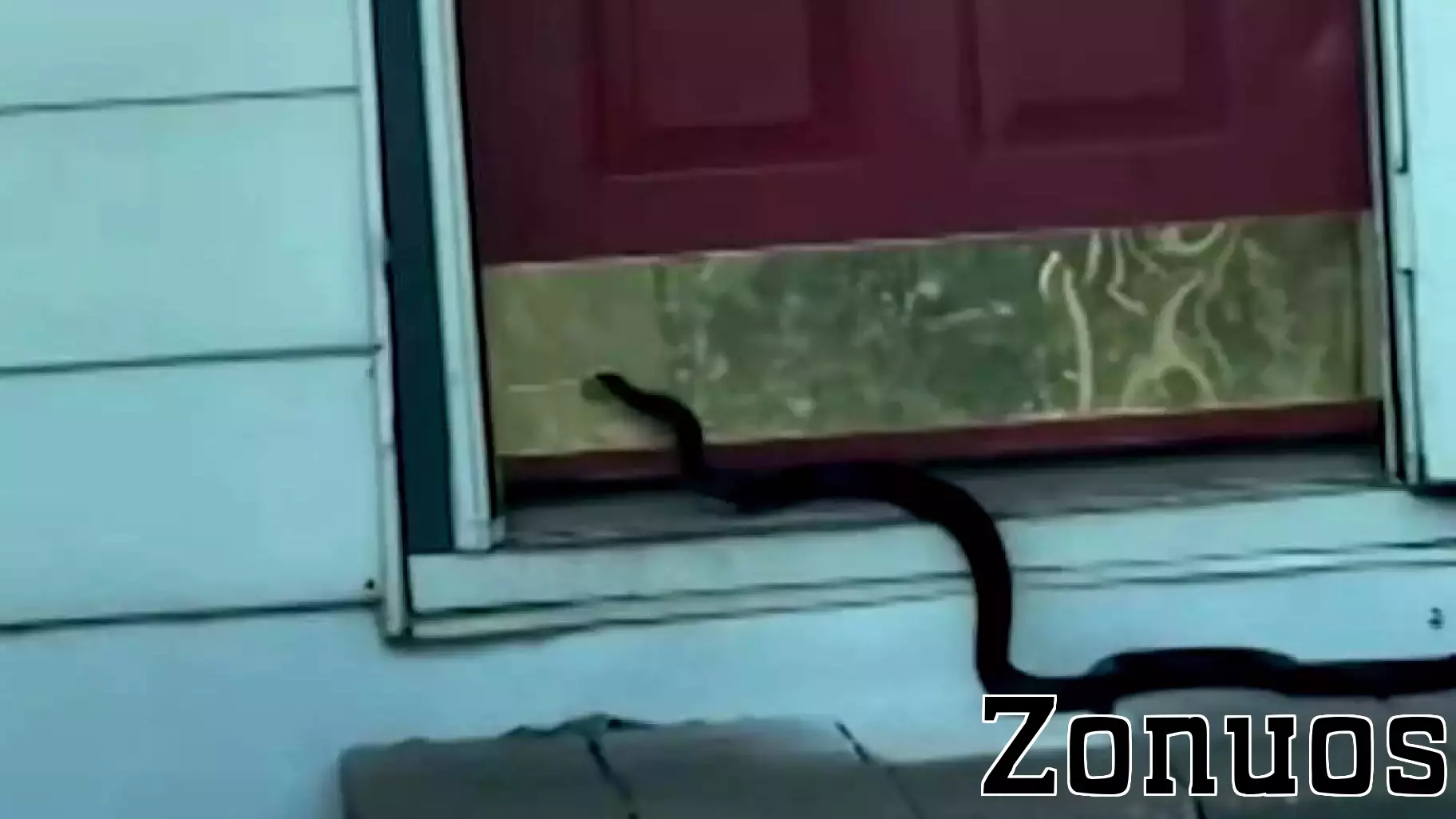 Watch: Real estate agent finds Arkansas house overrun with snakes