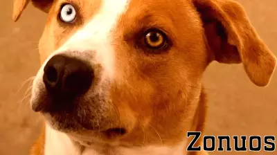 Free Pet Adoptions Event in Fort Collins