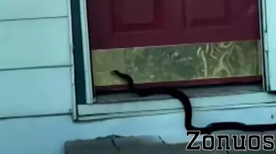 Watch: Real estate agent finds Arkansas house overrun with snakes